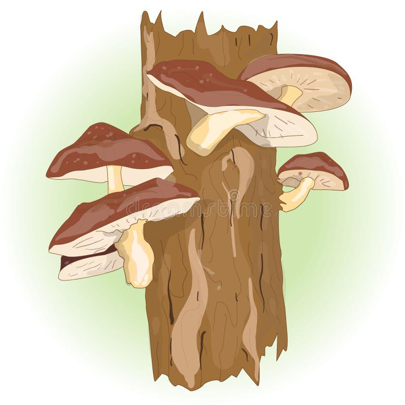 Shiitake mushroom growing on trees