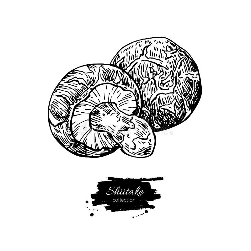 Shiitake mushroom hand drawn vector illustration. Sketch food dr
