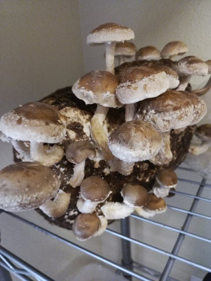 Shiitake Mushroom Indoor Grow Kit Stock Image Image of gourmet, fungi
