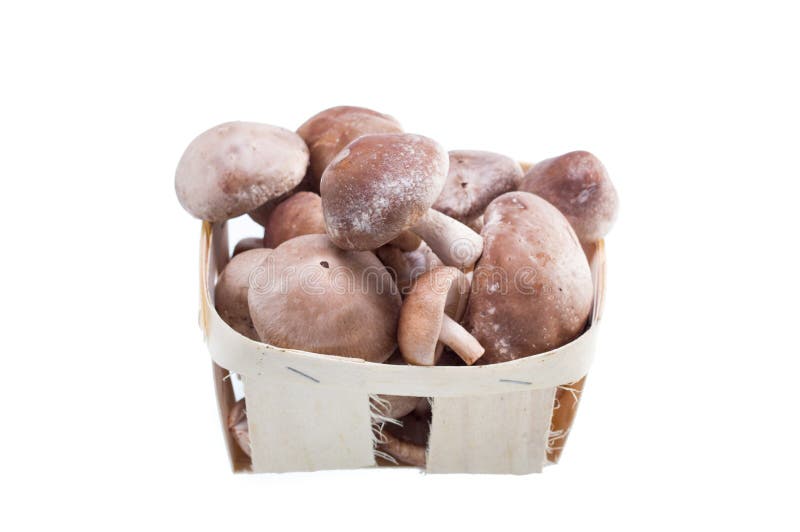 Shiitake Mushroom Presentation. Shiitake Mushroom Top View Stock Image