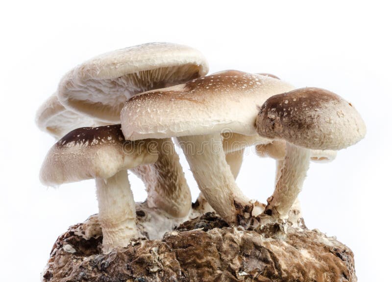 Psychedelic Magic Mushrooms Growing at Home, Cultivation of Psilocybin