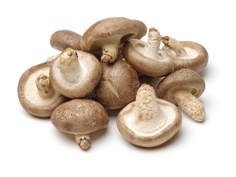 Shiitake mushroom