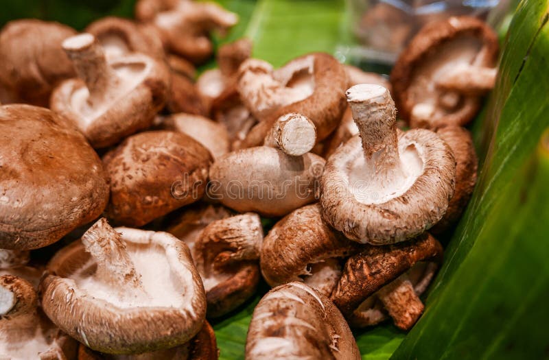 Shiitake Mushroom in Stall at Supermarket Stock Image Image of