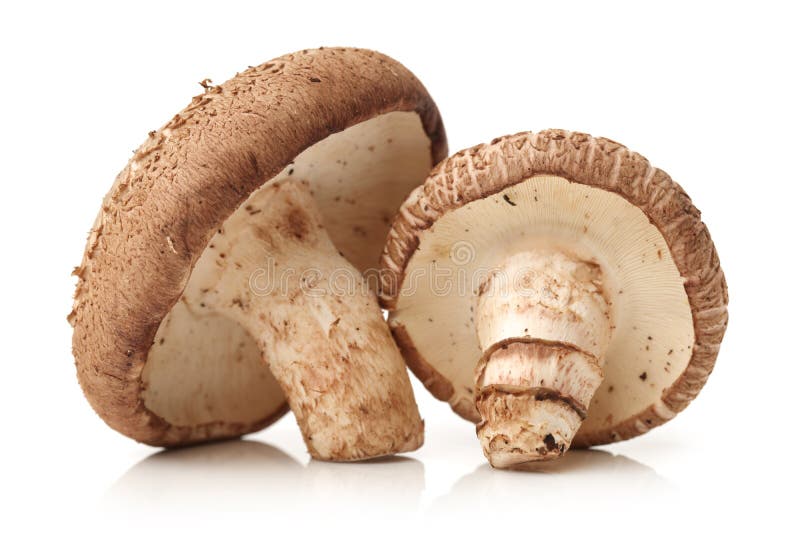 Shiitake mushroom on the White background