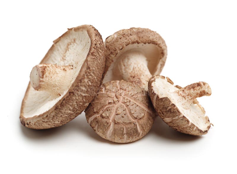 Shiitake mushroom stock image. Image of herbs, background 145351045