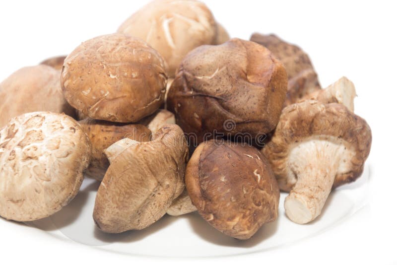 Shiitake Mushroom on white plate stock photography Shiitake Mushroom on white plate stock photography