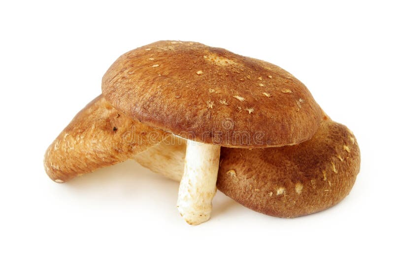 Shiitake mushrooms isolated on white.