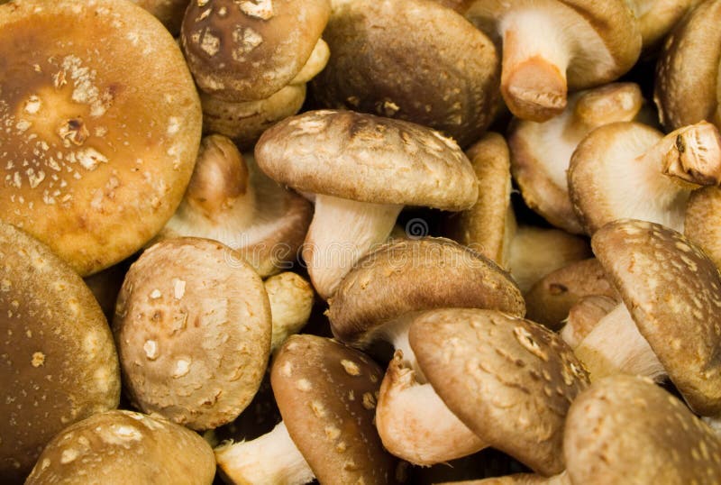 Shiitake mushrooms stock photos