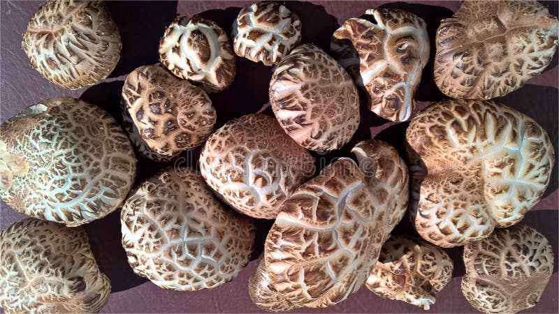 Shiitake mushrooms harvest