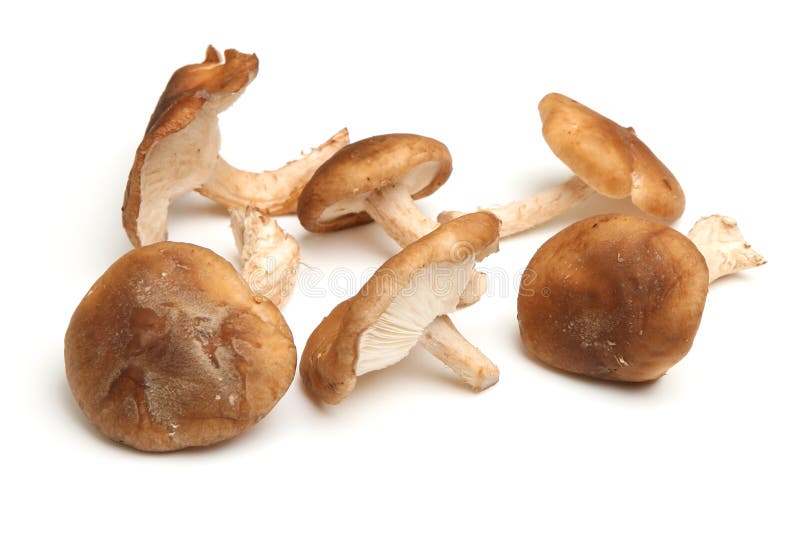 Shiitake-Pilze lokalisiert auf Weiß