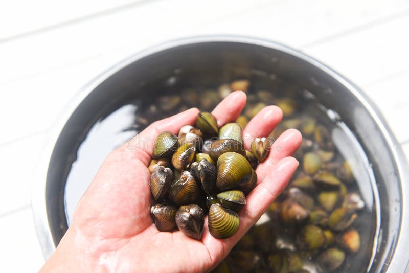 Shijimi shellfish freshwater bivalve such as clams shell royalty free stock photography Shijimi shellfish freshwater bivalve such as clams shell royalty free stock photography