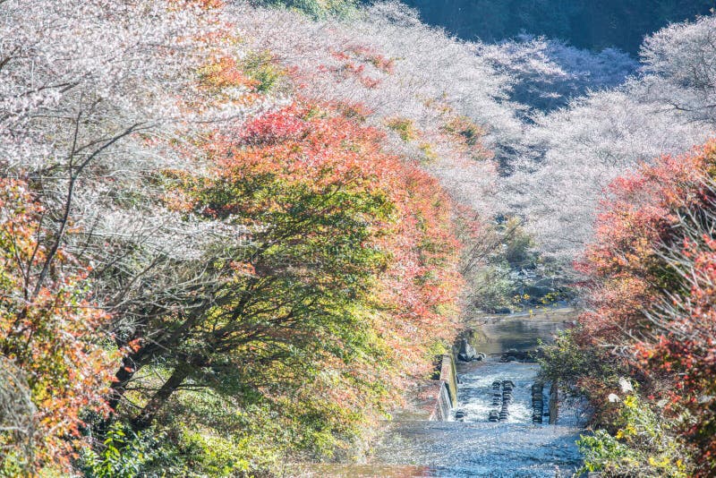 Shikizakura-Art von Kirschblüte blüht einmal im Frühjahr und wieder in a lizenzfreie stockfotos Shikizakura-Art von Kirschblüte blüht einmal im Frühjahr und wieder in a lizenzfreie stockfotos