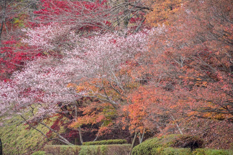 Shikizakura-Blüte im Herbst stockfoto Shikizakura-Blüte im Herbst stockfoto