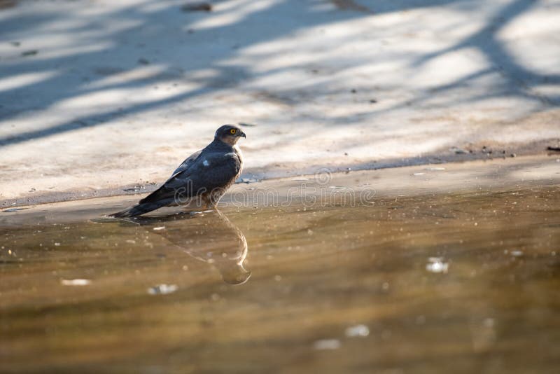 Shikra or Accipiter badius or little banded goshawk quenching thirst with reflection in water at jhalana forest jaipur stock images Shikra or Accipiter badius or little banded goshawk quenching thirst with reflection in water at jhalana forest jaipur stock images