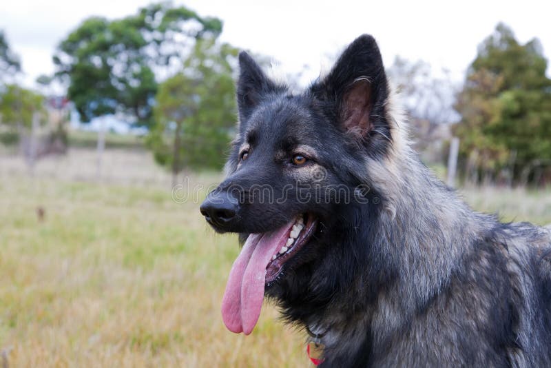 Shiloh Shepherd dog in meadow