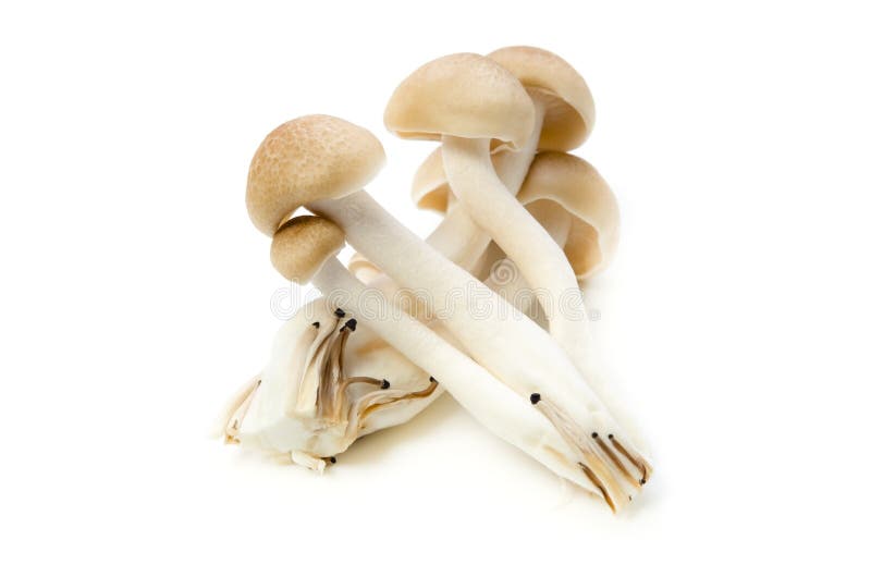 Series Shimeji Stock Photos Free & RoyaltyFree Stock Photos from