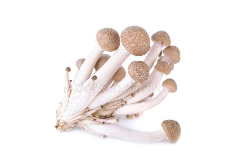 Shimeji Mushroom, Brown Beech Mushroom on White Background Stock Image Image of cuisine