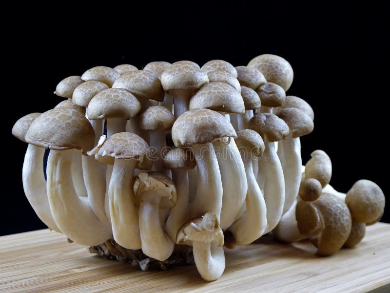 Shimeji mushroom stock image. Image of ingredient, brown 91034033