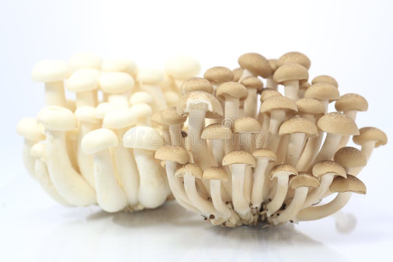 Shimeji mushrooms stock photo. Image of color, beech 38315878