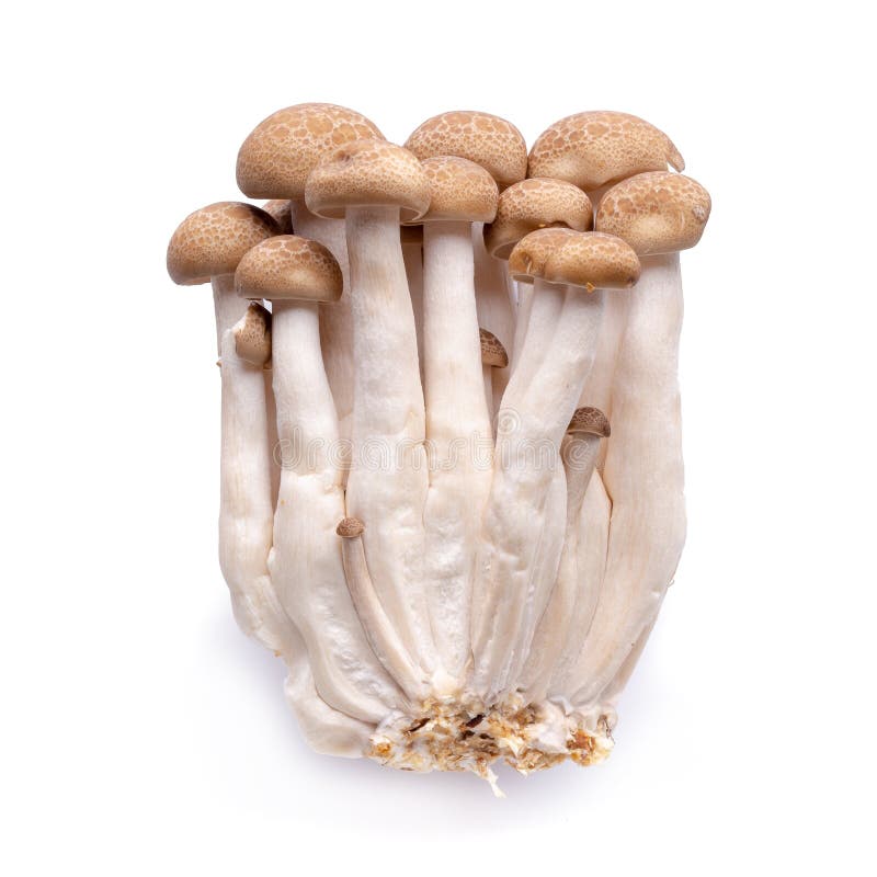 Shimeji Mushrooms Brown Varieties Over White Background Stock Photo