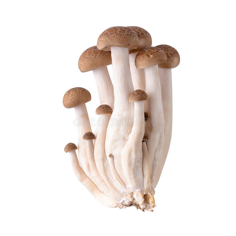Shimeji Mushrooms Brown Varieties Isolated Over White Background Stock