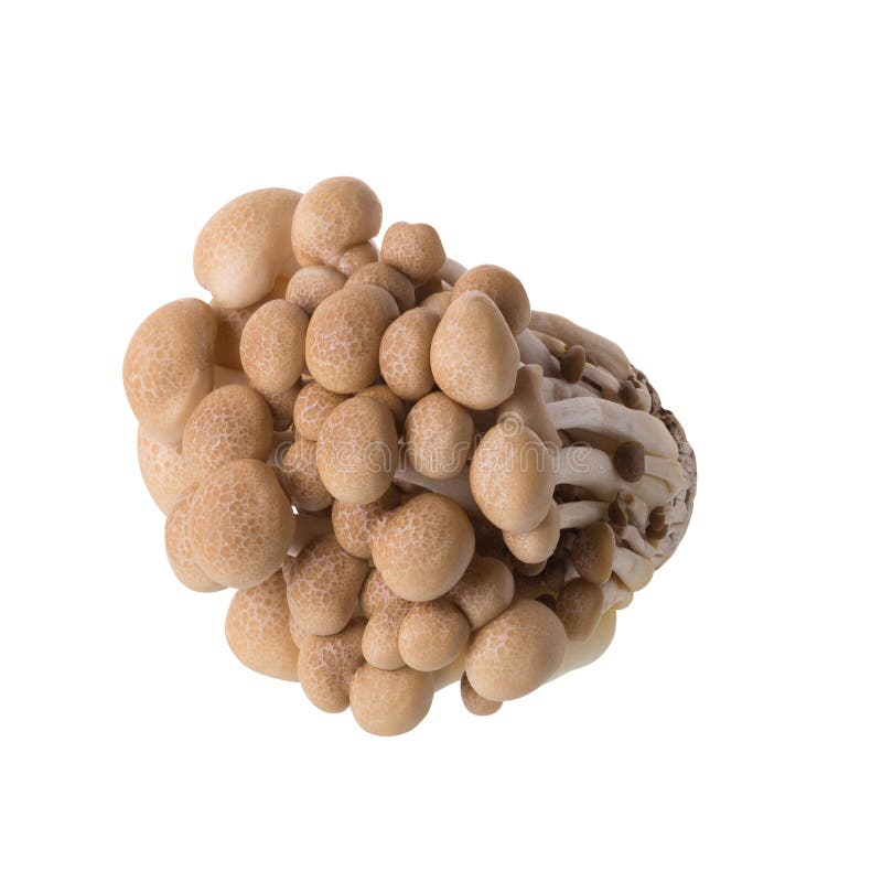 Shimeji Mushrooms Brown Varieties Isolated on White Background Stock