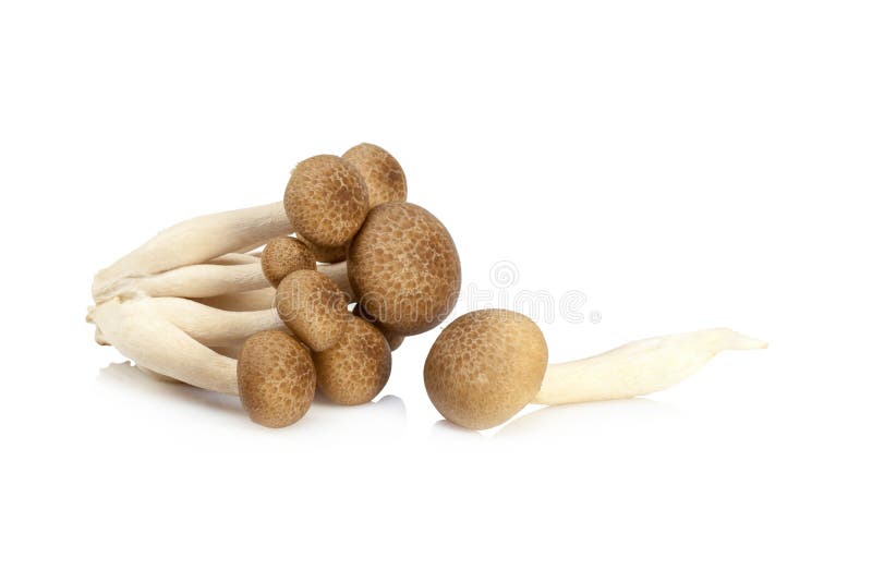 Shimeji Mushrooms Brown Varieties Isolated on White Background Stock