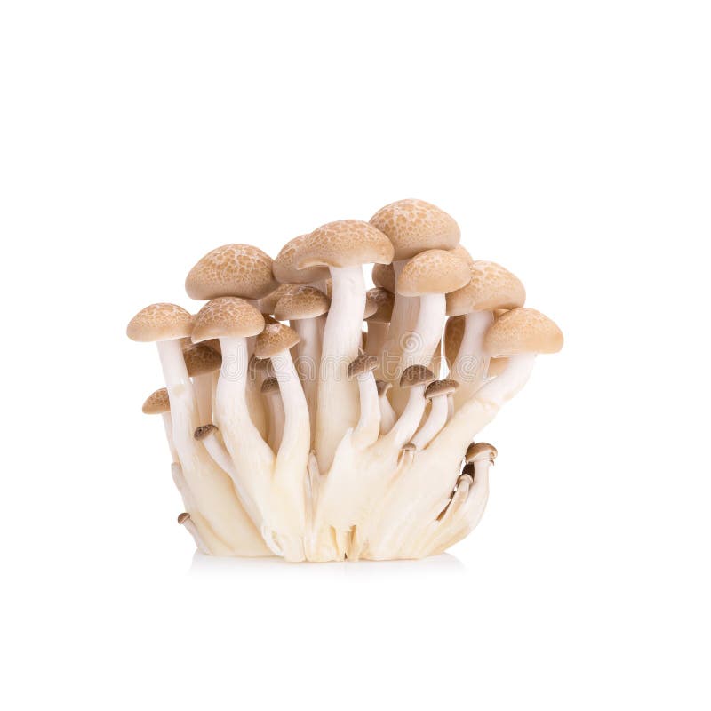 Shimeji Mushrooms Brown Varieties on White Background Stock Photo