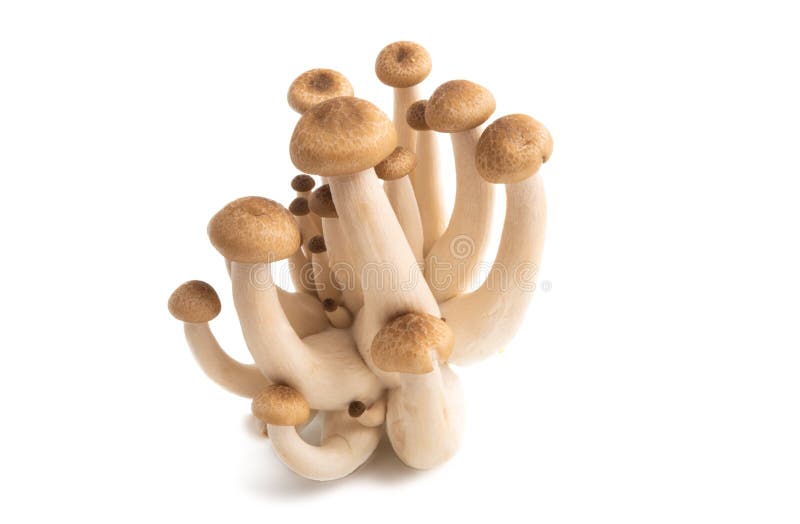 Shimeji mushrooms stock photo. Image of vegetarian, asian 143083488