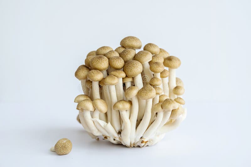 Shimeji mushrooms on white stock image. Image of still 276318067