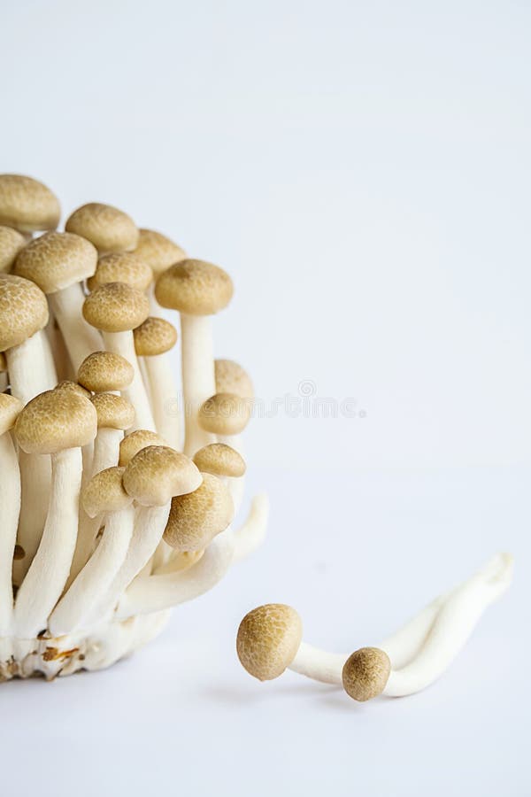 Shimeji mushrooms on white stock photo. Image of japanese 276318102