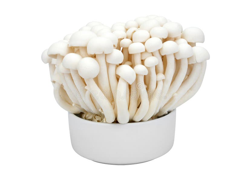 Shimeji Mushrooms White Varieties in a Cup Isolated on White Stock