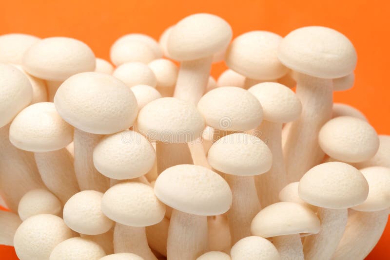 Shimeji mushrooms stock image. Image of fungi, mushroom 32980863
