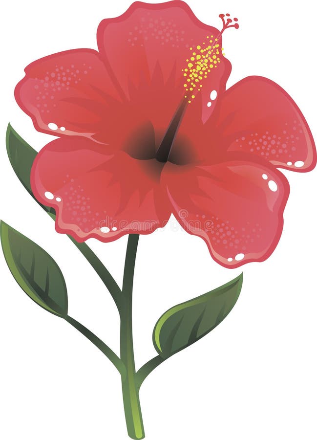 Shine hibiscus in vector. Illustration of blooming pink Hibiscus flower isolated on white background royalty free illustration