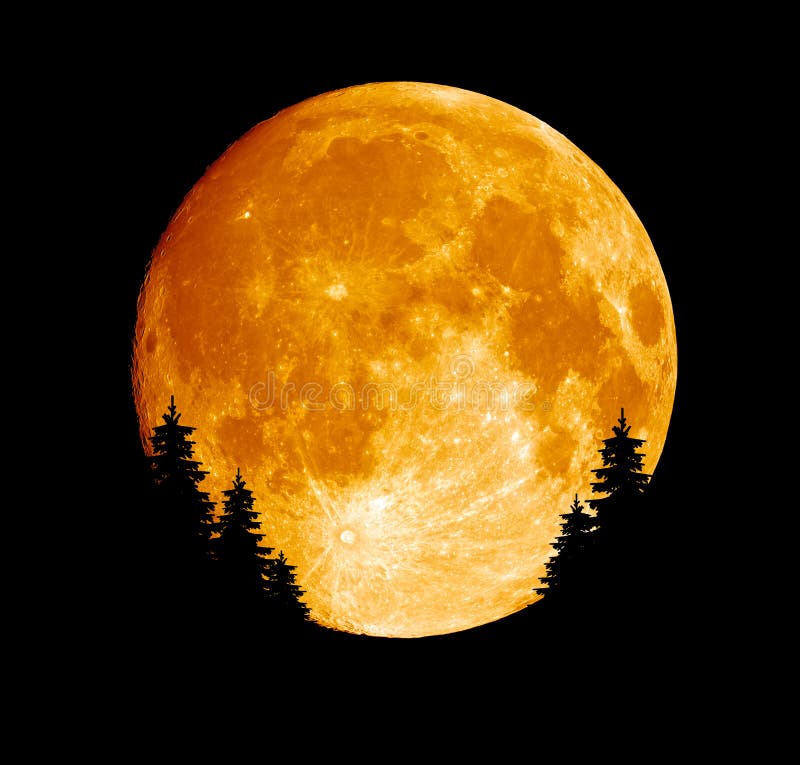 Shined full moon with spruce