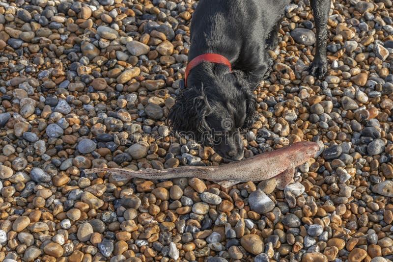 Black Working Cocker Spaniel Smells a Dead Dogfish on the Beach Stock