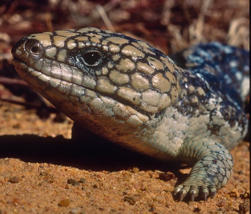 Shingleback skink stock photo