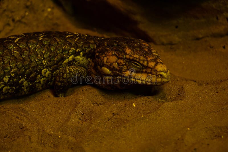 Shingleback Skink sleeping on sand royalty free stock images