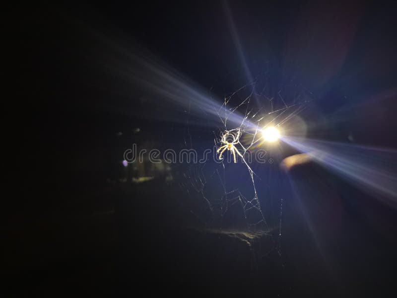 pacific northwest translucent spider pacific northwest translucent spider