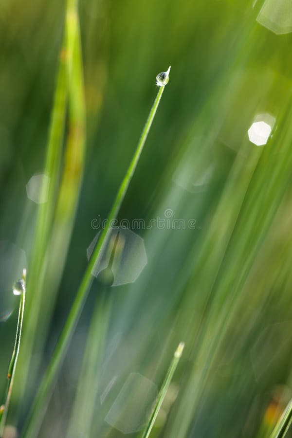 Green grass leaves with small shining drops. Green grass leaves with small shining drops