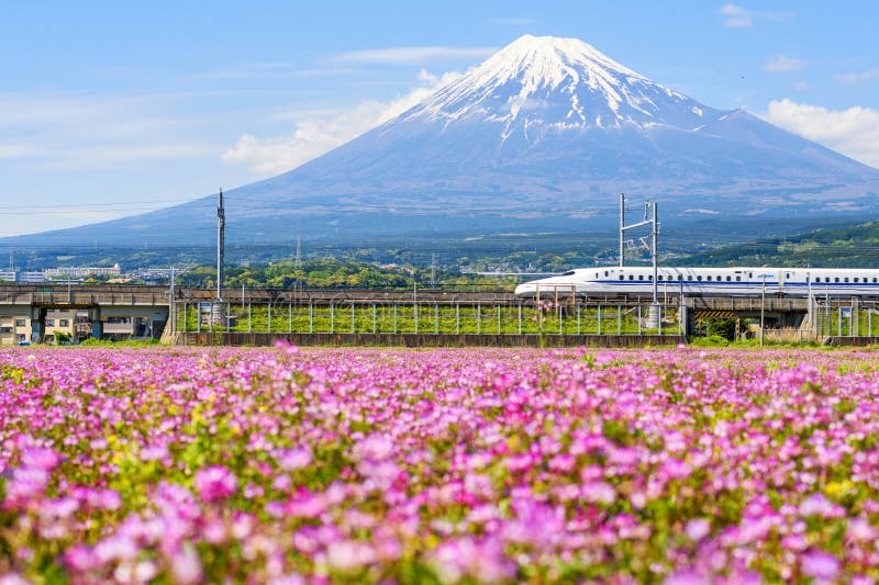 Shizuoka, Japan - May 05, 2017:  JR Shinkansen thundering to Mountain Fuji and Shibazakura at spring. N700 Bullet train transit between Tokyo and Osaka operated by Japan Railways company honshu asia background beautiful blossom blue car countryside express farm farmland fast flower fujisan high japanese kanto landmark landscape line mt nature nozomi pink rapid sakura scenery sky snow snowcapped speed transportation travel vehicle volcano. Shizuoka, Japan - May 05, 2017:  JR Shinkansen thundering to Mountain Fuji and Shibazakura at spring. N700 Bullet train transit between Tokyo and Osaka operated by Japan Railways company honshu asia background beautiful blossom blue car countryside express farm farmland fast flower fujisan high japanese kanto landmark landscape line mt nature nozomi pink rapid sakura scenery sky snow snowcapped speed transportation travel vehicle volcano