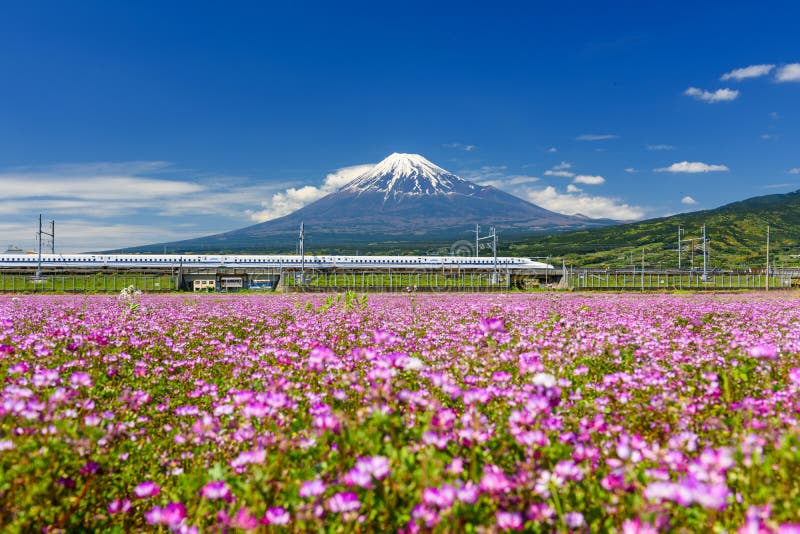 Shizuoka, Japan - May 05, 2017: Shinkansen run pass through Mt. Fuji and Shibazakura at spring with blue sky on sunny day. Bullet train or super high speed railway operated by Japan Railways company. Shizuoka, Japan - May 05, 2017: Shinkansen run pass through Mt. Fuji and Shibazakura at spring with blue sky on sunny day. Bullet train or super high speed railway operated by Japan Railways company.