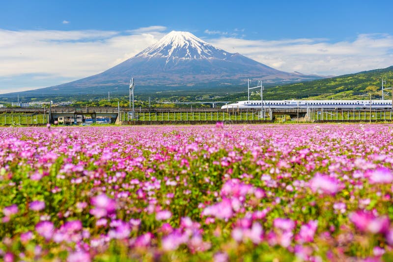 SHIZUOKA JAPAN - MAY 05 2017: Shinkansen or Bullet train at mount Fuji and Shibazakura with could and blue sky at spring. Shinkansen super high speed train operated by Japan Railways (JR) companies. SHIZUOKA JAPAN - MAY 05 2017: Shinkansen or Bullet train at mount Fuji and Shibazakura with could and blue sky at spring. Shinkansen super high speed train operated by Japan Railways (JR) companies.