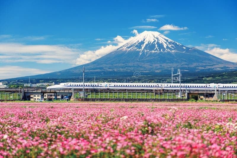 Shizuoka, Japan - May 05, 2017:  JR Shinkansen train thundering to Mountain Fuji and Shibazakura at spring. N700 Bullet train transit between Tokyo and Osaka operated by Japan Railways company, honshu, asia, background, beautiful, blossom, blue, car, countryside, express, famous, farm, farmland, fast, flower, fujisan, high, japanese, kanto, landmark, landscape, line, mt, nature, nozomi, pink, rapid, sakura, scenery, sky, snow, snowcapped, speed, transportation, travel, vehicle, volcano. Shizuoka, Japan - May 05, 2017:  JR Shinkansen train thundering to Mountain Fuji and Shibazakura at spring. N700 Bullet train transit between Tokyo and Osaka operated by Japan Railways company, honshu, asia, background, beautiful, blossom, blue, car, countryside, express, famous, farm, farmland, fast, flower, fujisan, high, japanese, kanto, landmark, landscape, line, mt, nature, nozomi, pink, rapid, sakura, scenery, sky, snow, snowcapped, speed, transportation, travel, vehicle, volcano