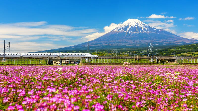 SHIZUOKA, JAPAN - MAY 05, 2017: Shinkanzen or Bullet train run pass through Mt. Fuji and Shibazakura at spring. Shinkansen, super high speed railway, operated by Japan Railways companies. SHIZUOKA, JAPAN - MAY 05, 2017: Shinkanzen or Bullet train run pass through Mt. Fuji and Shibazakura at spring. Shinkansen, super high speed railway, operated by Japan Railways companies.