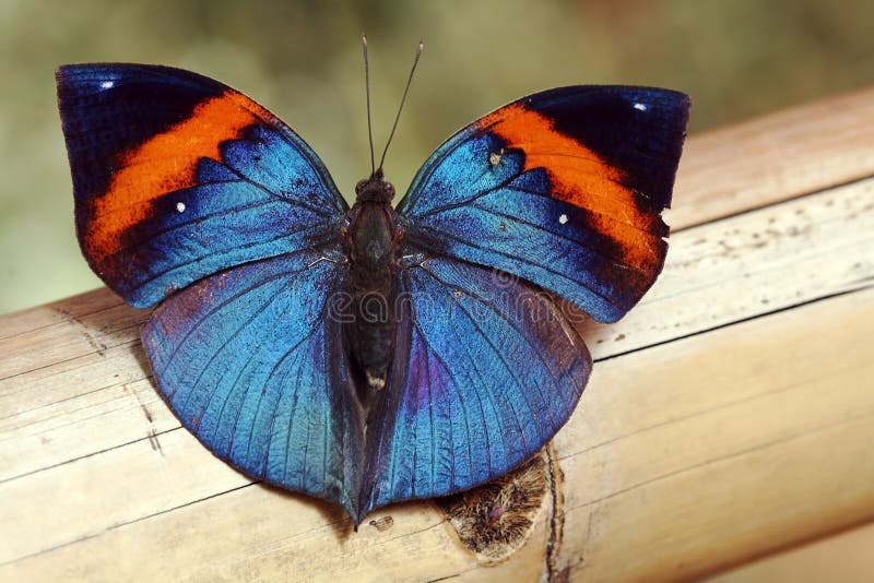 Lesklý modrý motýl s červenými pruhy.