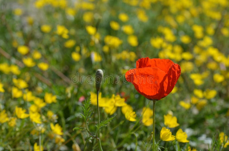 Shiny bright red poppy flower with background of yellow flowers