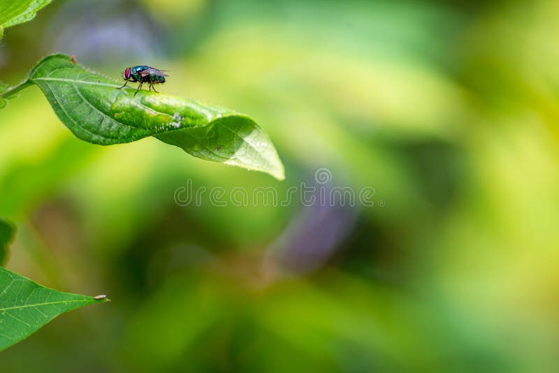 A Shiny Greenish Black Fly, Green Leaves Background with Sweet Blur Stock Image - Image of pest, mobile: 230030107 A Shiny Greenish Black Fly, Green Leaves Background with Sweet Blur Stock Image - Image of pest, mobile: 230030107