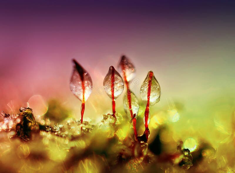 Shiny icicles are covered by green moss in a forest in winter royalty free stock photos Shiny icicles are covered by green moss in a forest in winter royalty free stock photos