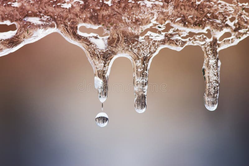 Shiny spring icicles hang